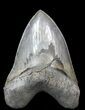 Sharply Megalodon Tooth - Giant Tooth! #42233-1
